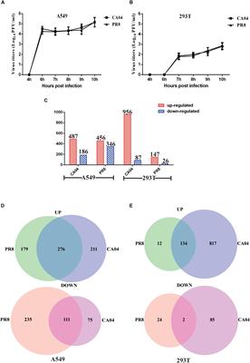 Transcriptome Profiling Reveals Differential Effect of Interleukin-17A Upon Influenza Virus Infection in Human Cells